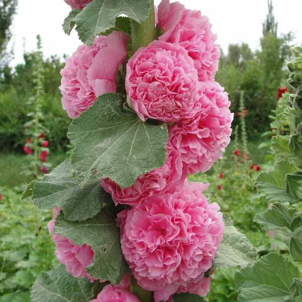 Product photo of double hollyhock seeds