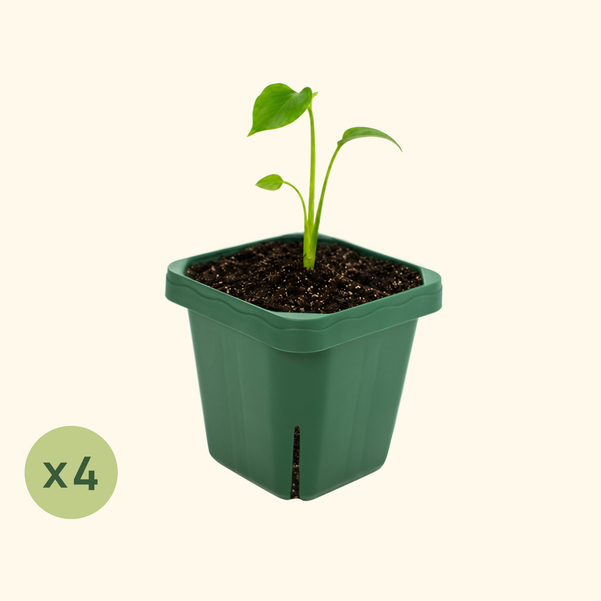 Seedling Pots, 5 x 5 Inches, 4 Pack