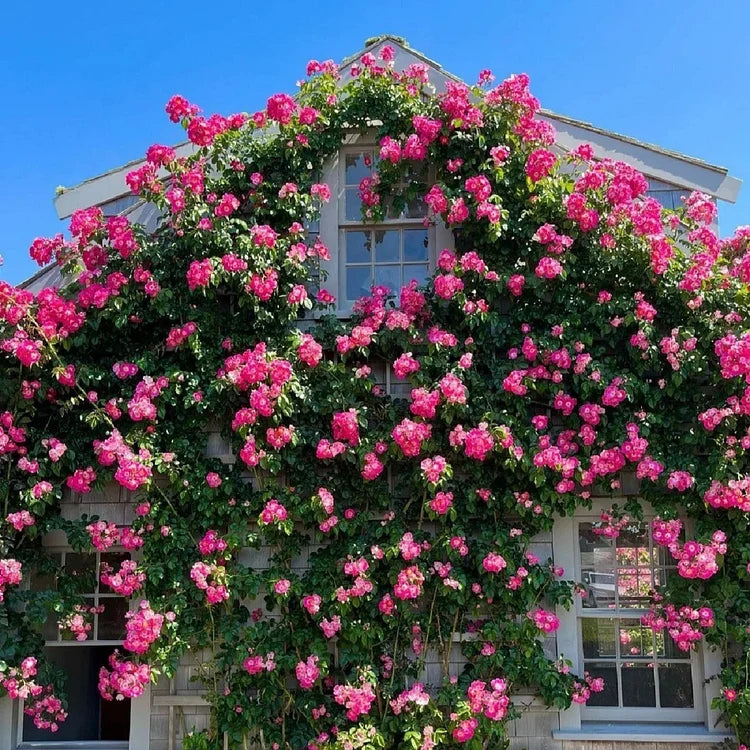 Product photo of climbing rose seeds