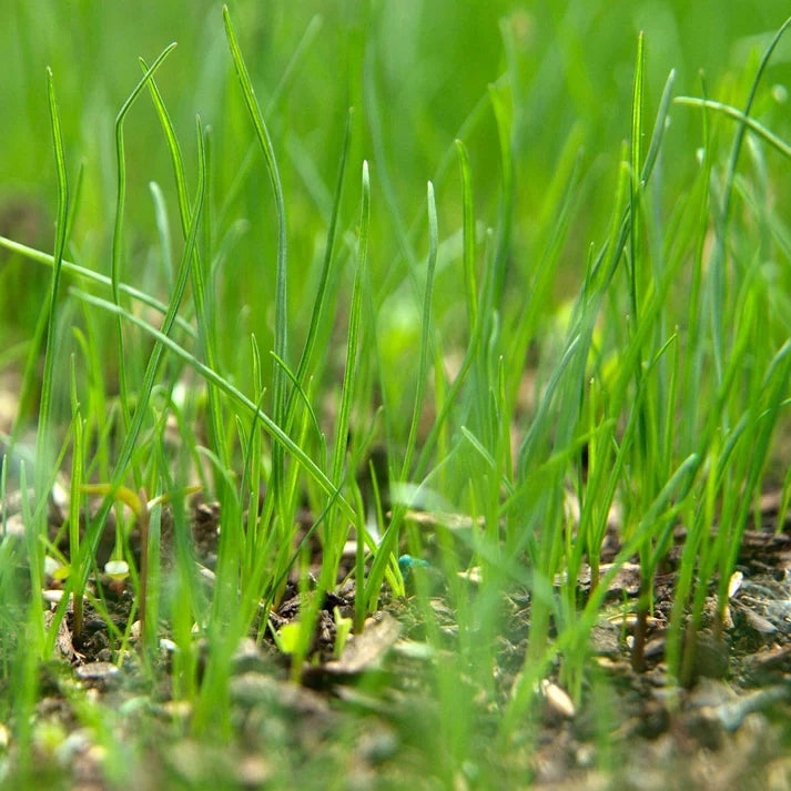 Product photo of royal grass seeds