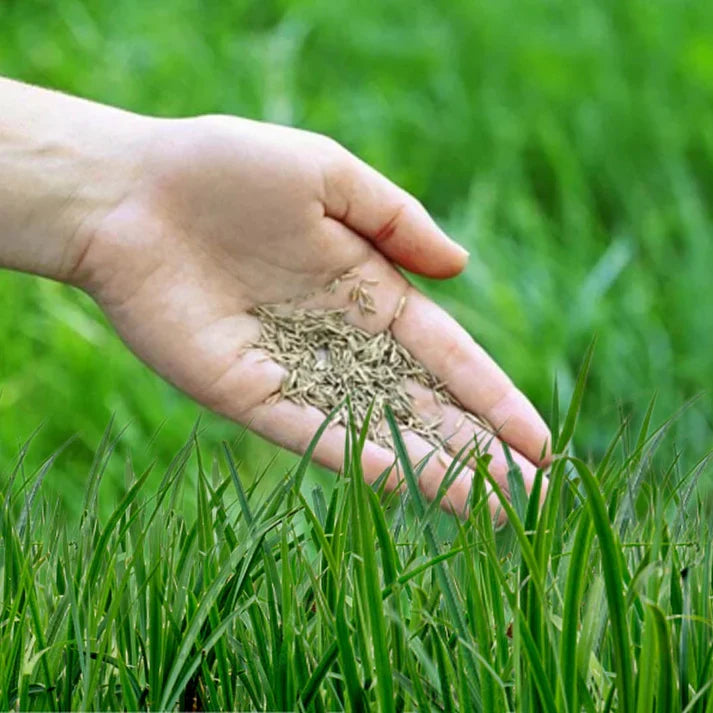 Product photo of royal grass seeds