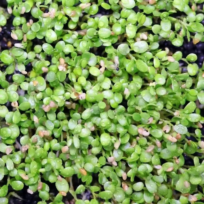 Product photo of water grass seeds