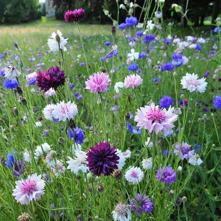 Product photo of mixed cornflower seeds