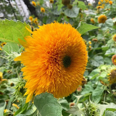 Product photo of teddy bear sunflower seeds
