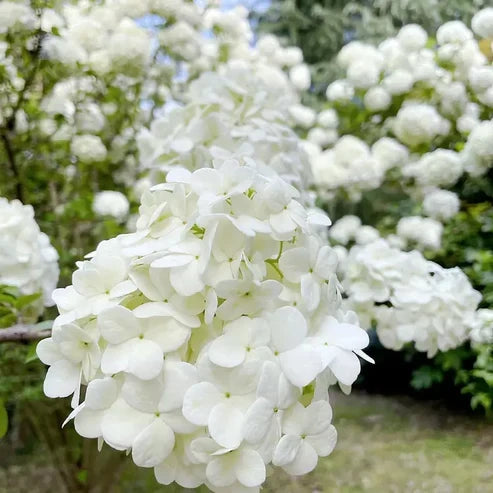 Product photo of hydrangea seeds