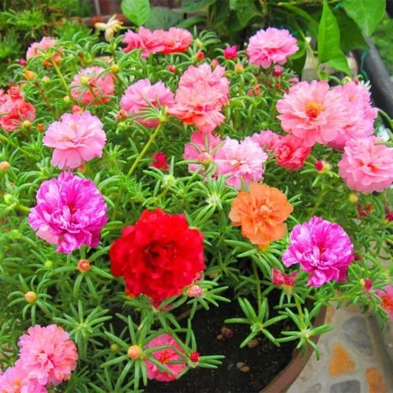 Product photo of mixed moss rose seeds