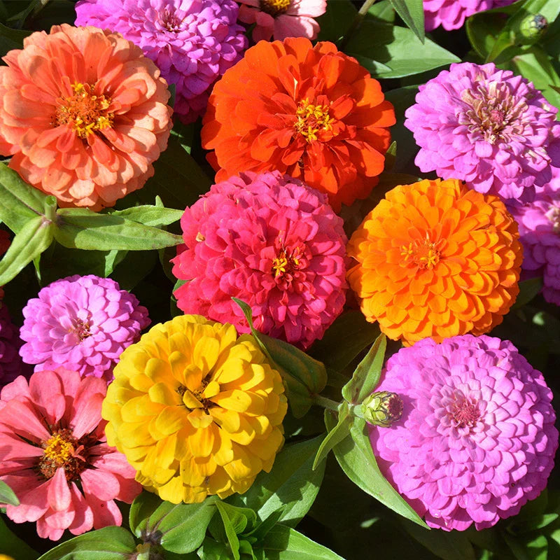 Product photo of zinnia seeds