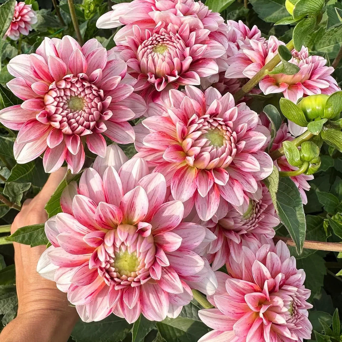 Product photo of dahlia seeds