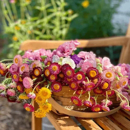 Product photo of strawflower seeds
