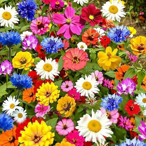 Product photo of wildflower seed mix