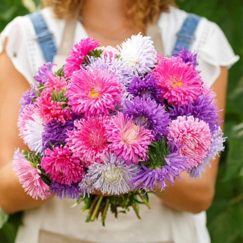 Product photo of chinese aster seeds