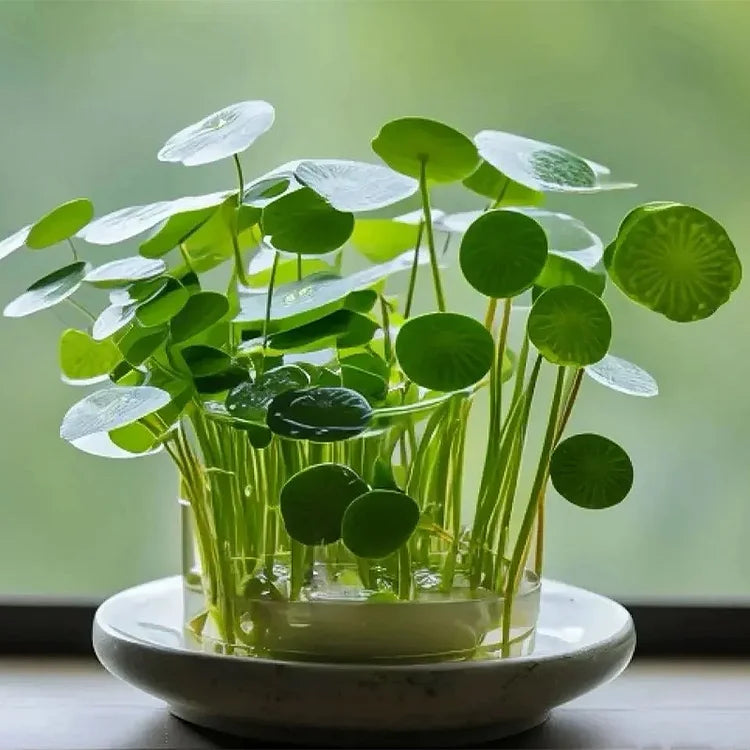 Product photo of copper coin grass seeds