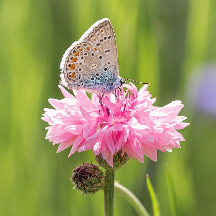 Product photo of mixed cornflower seeds