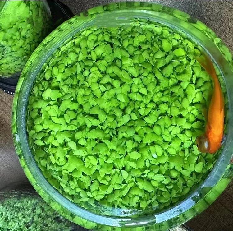Product photo of water grass seeds