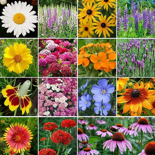 Product photo of wildflower seed mix