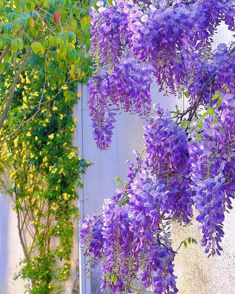 Product photo of wisteria seeds