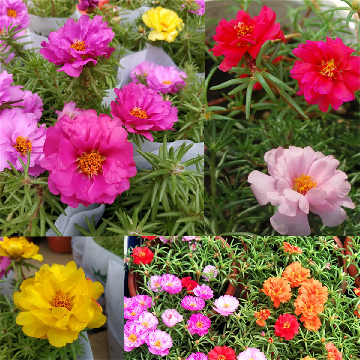Product photo of mixed moss rose seeds
