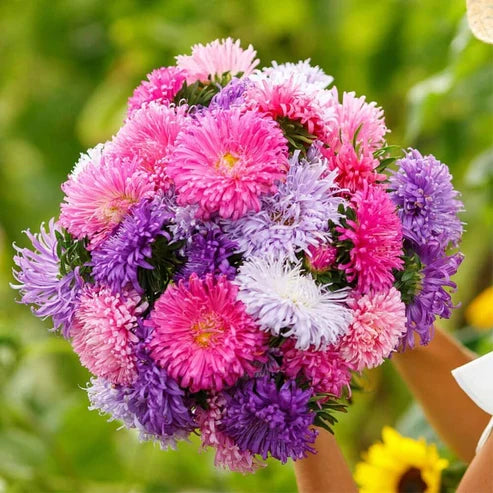 Product photo of chinese aster seeds