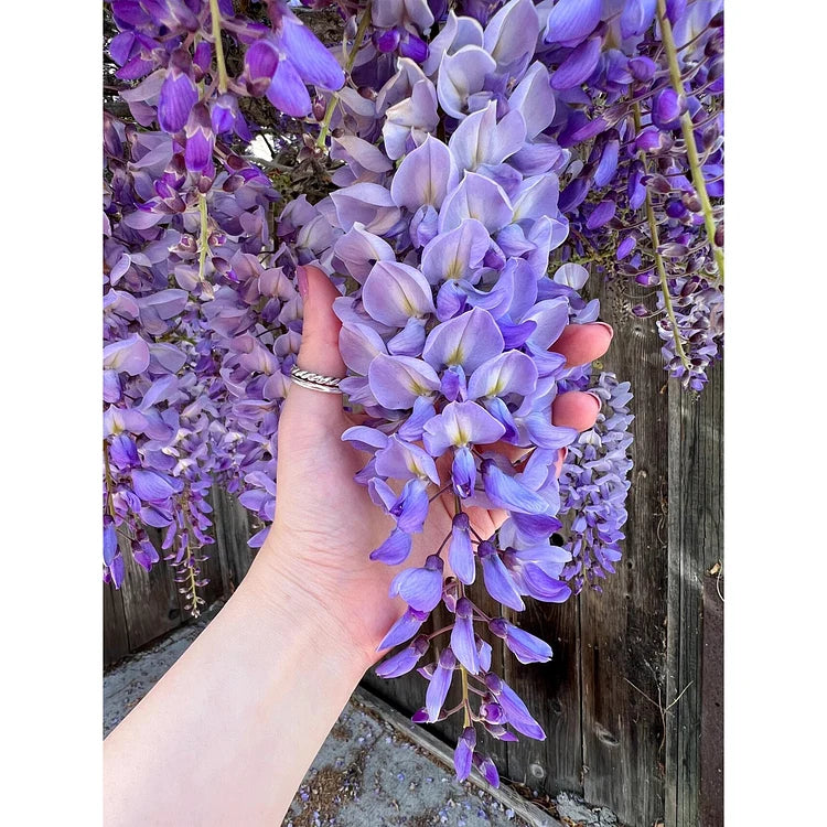 Product photo of wisteria seeds