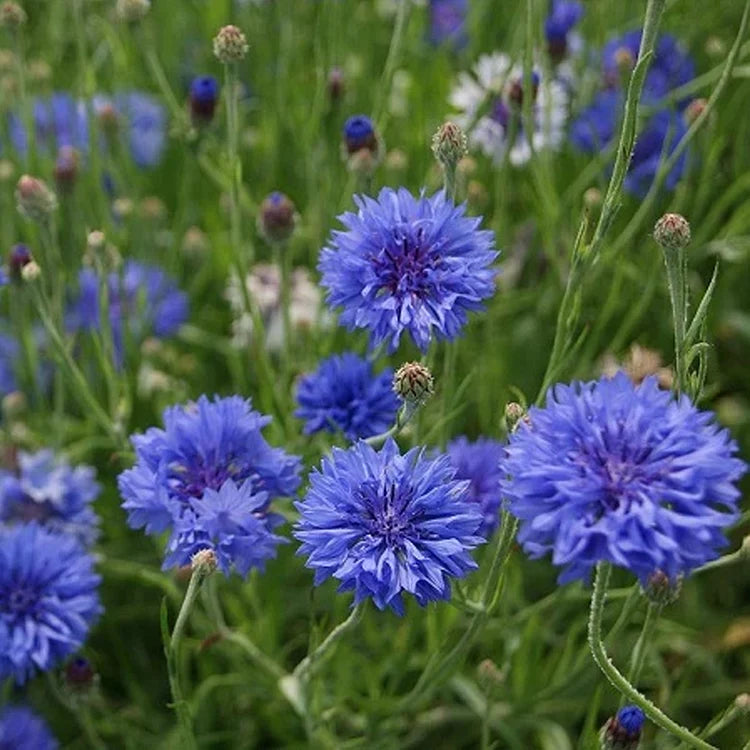 Product photo of mixed cornflower seeds