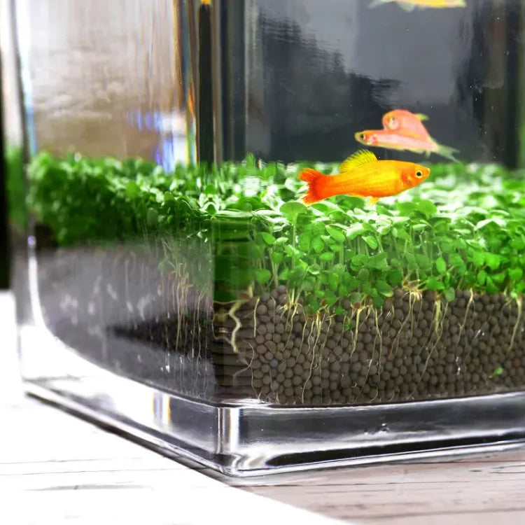Product photo of water grass seeds