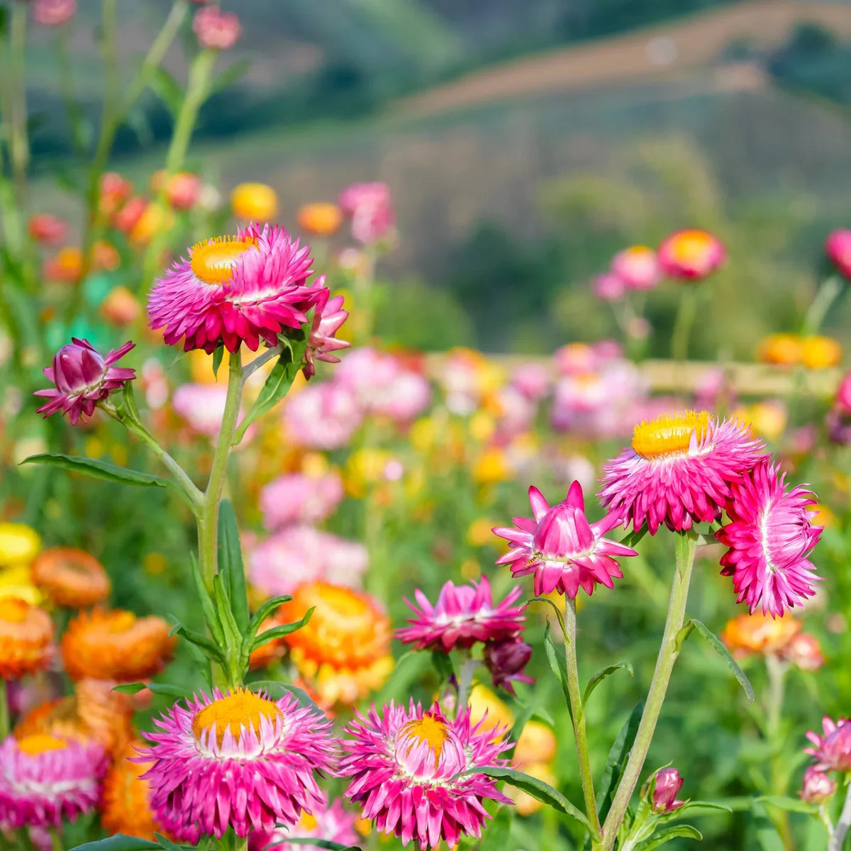 Product photo of strawflower seeds