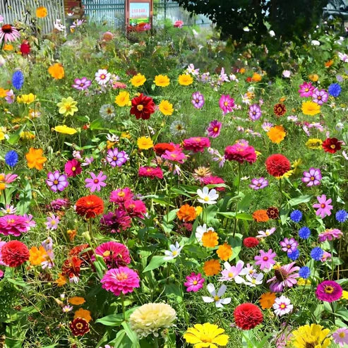 Product photo of wildflower seed mix