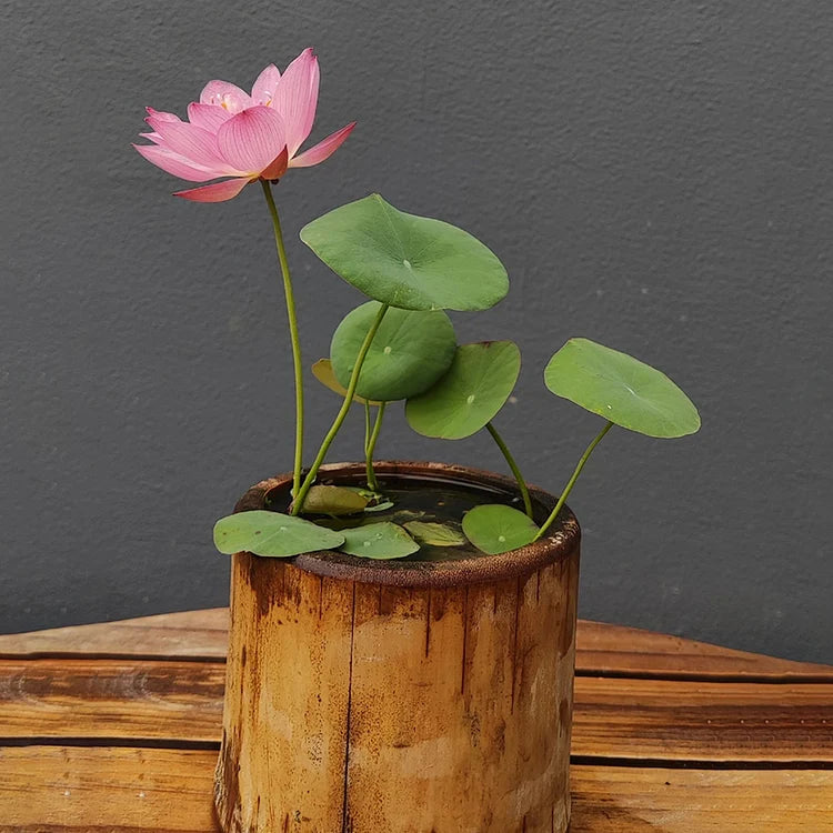 Product photo of bowl lotus seeds