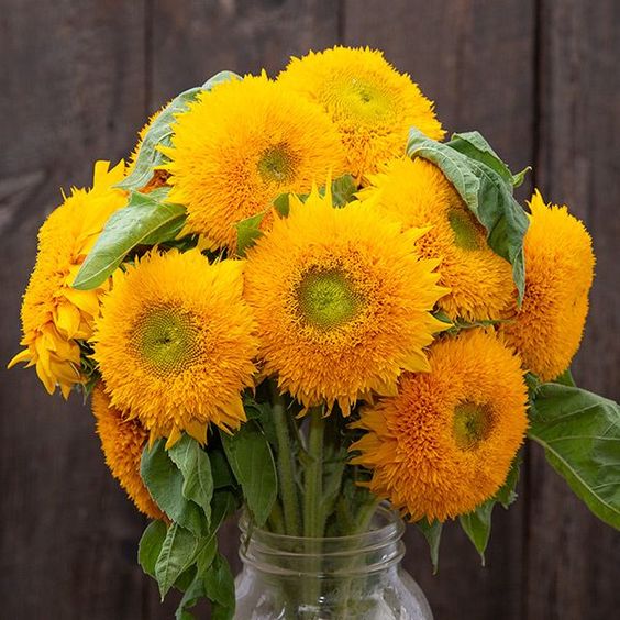 Product photo of teddy bear sunflower seeds