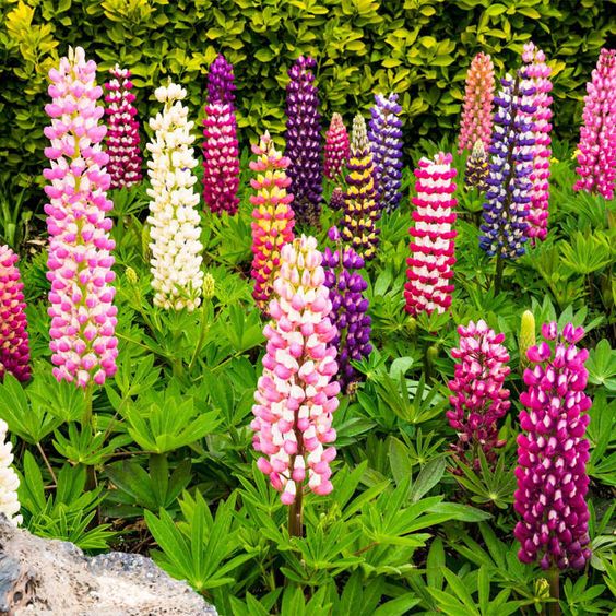 Product photo of lupine seeds