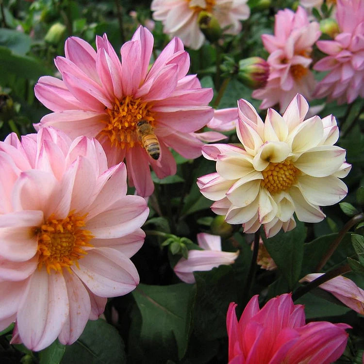 Product photo of dahlia seeds