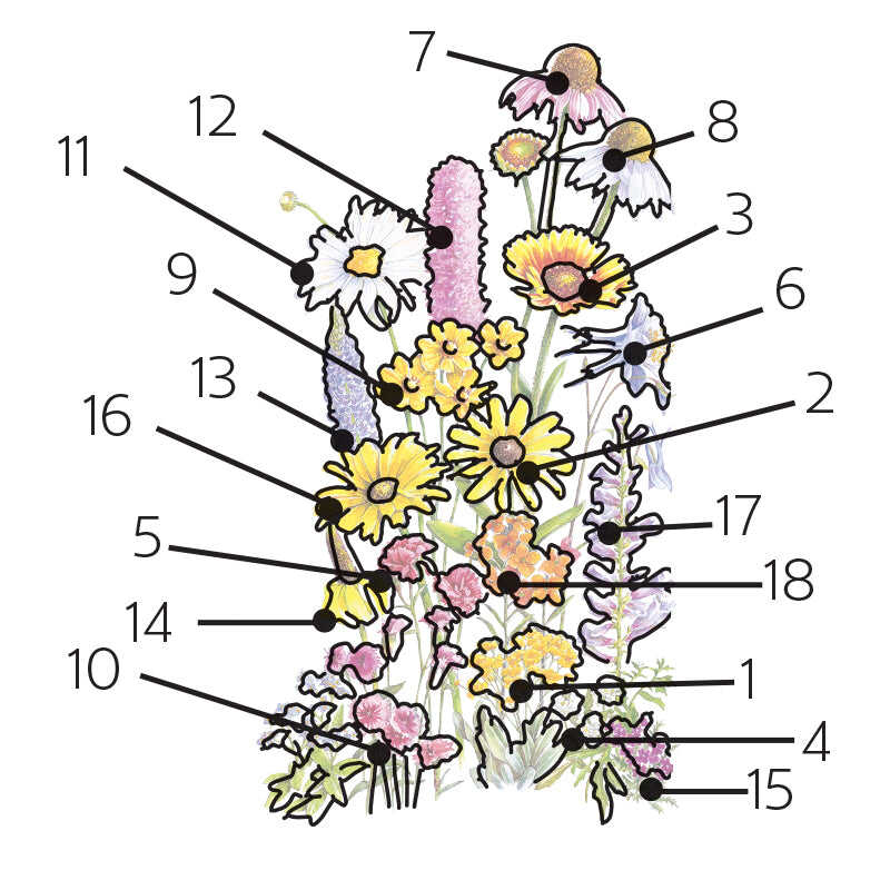 Seed packet for perennial bloom flower mix seeds