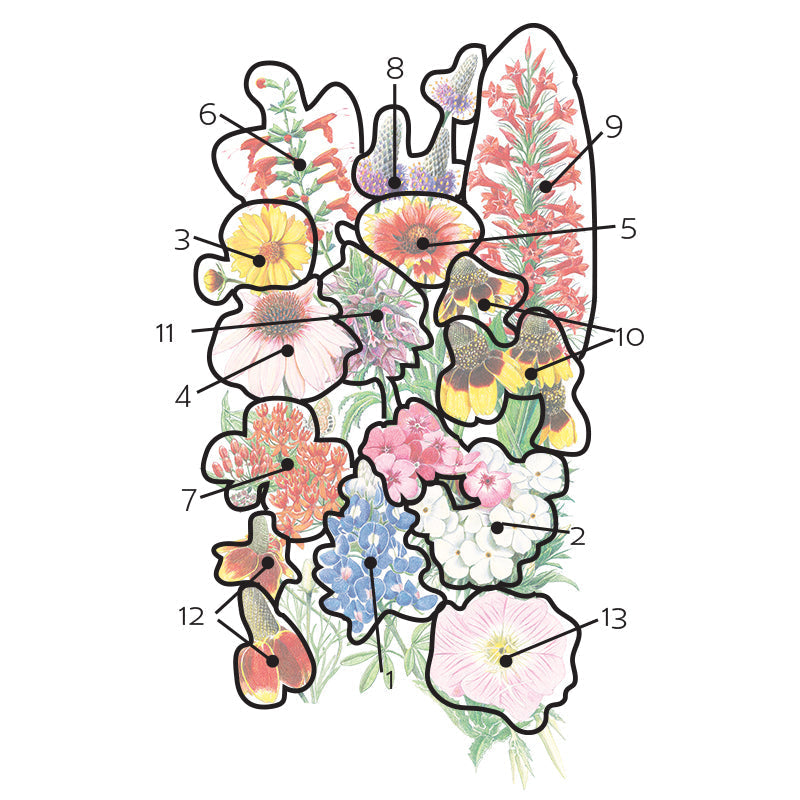 Southern Hills and Plains Wildflower Mix seeds