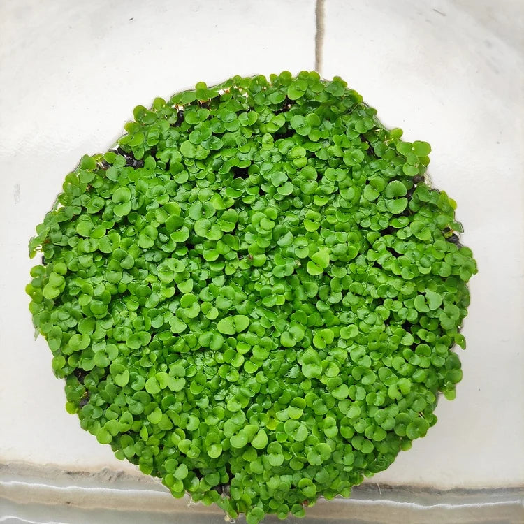 Product photo of water grass seeds