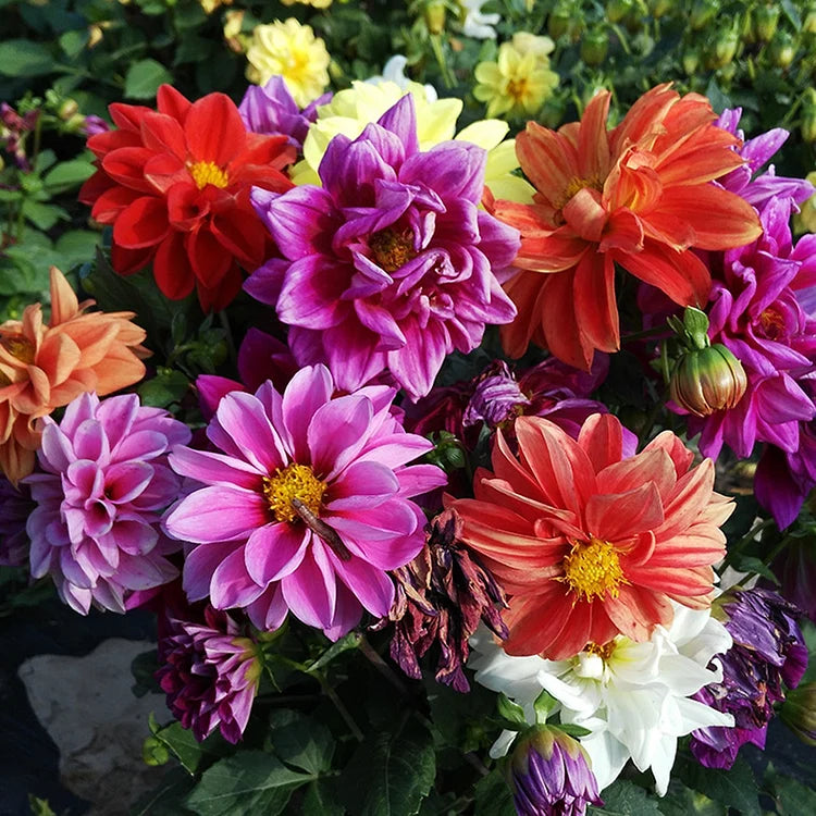 Product photo of dahlia seeds