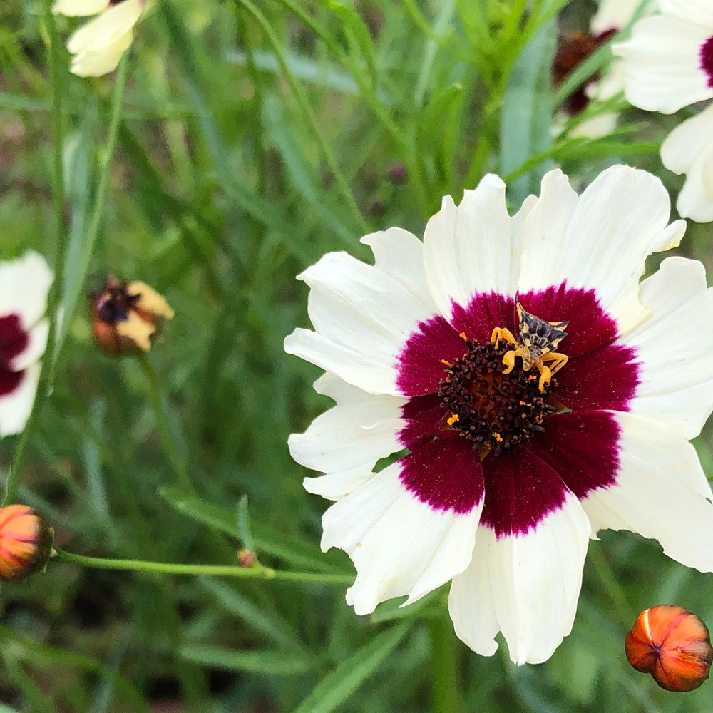Seed packet for swirl coreopsis flower seeds