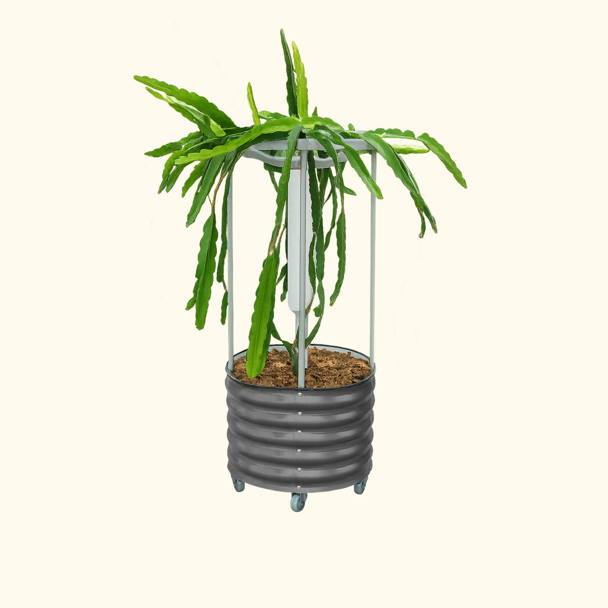 Product photo of rolling dragon fruit planter with trellis
