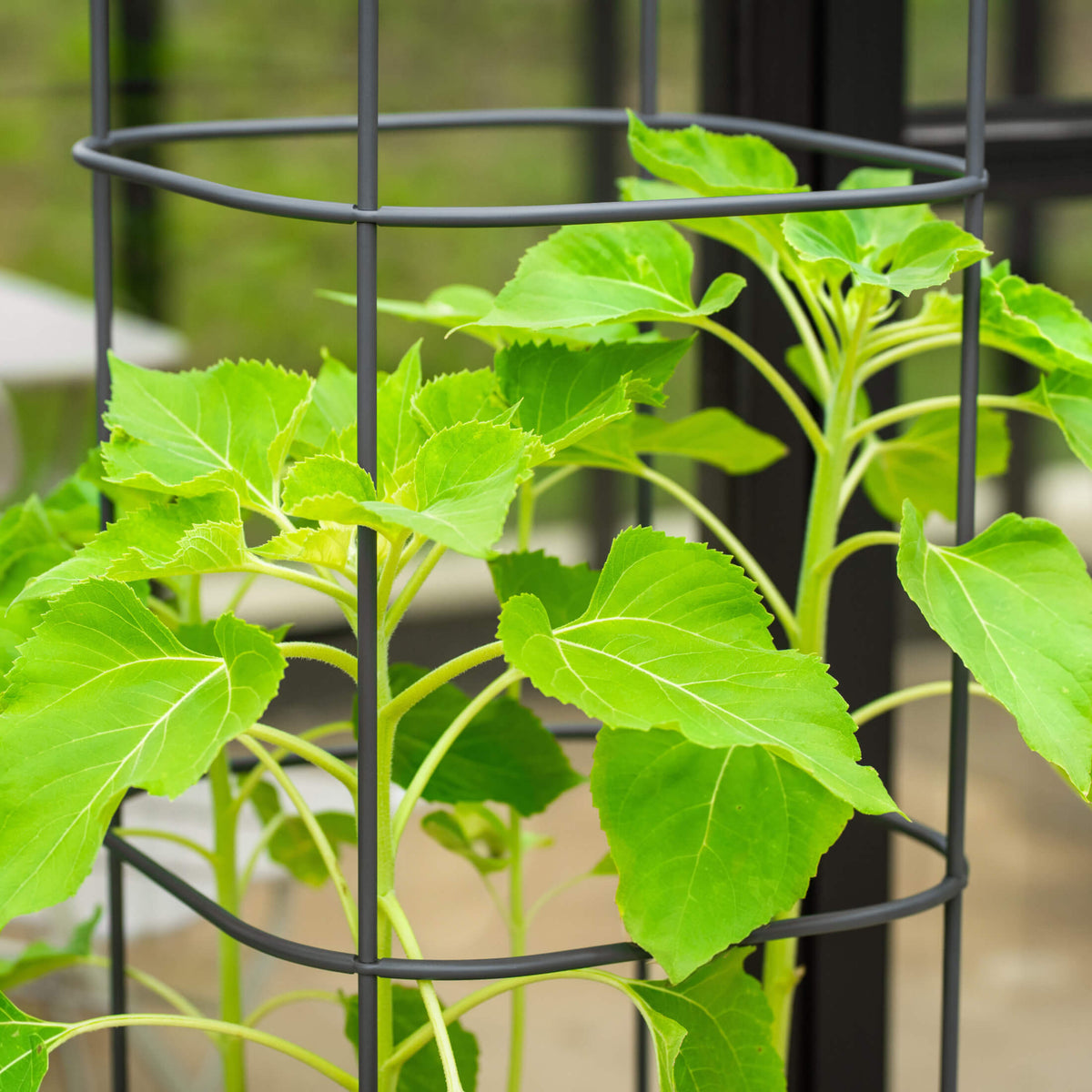 Adjustable Metal Trellis for Tomato Planter