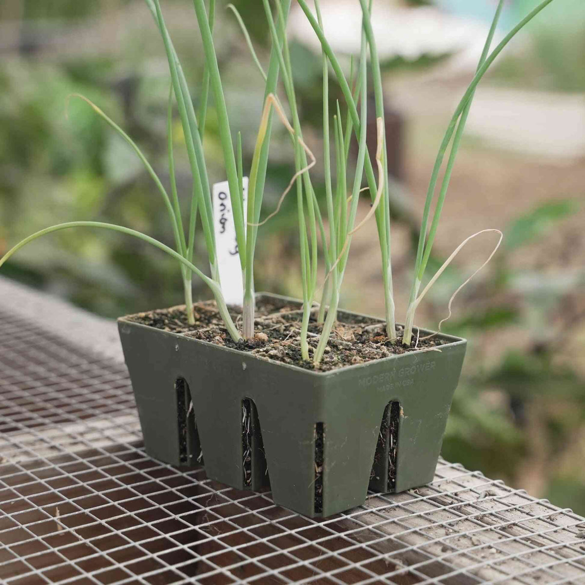 Product photo of six cell seed starting trays