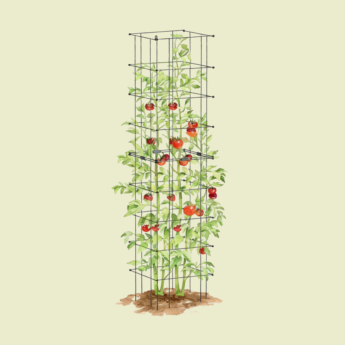 Product photo of modular square tomato cages, 11.5 inches