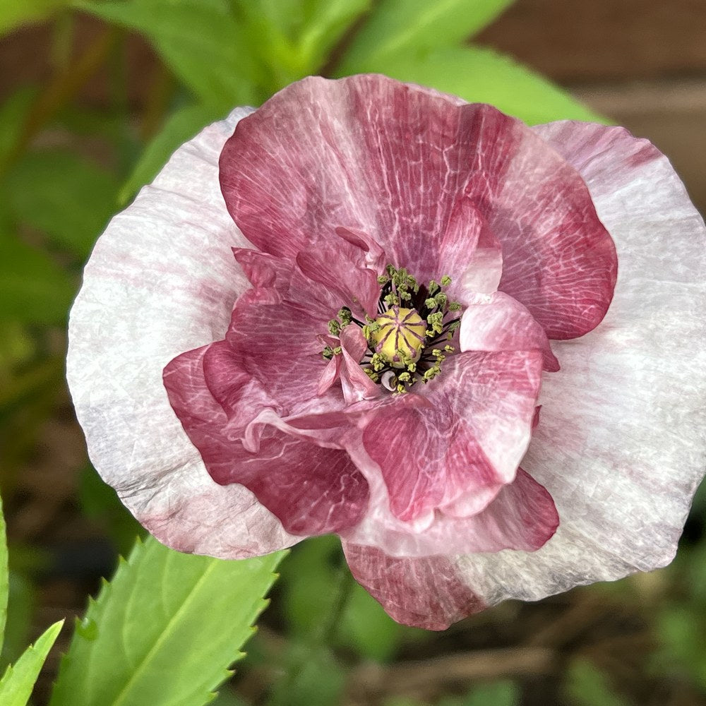 Pandora Poppy seed packet