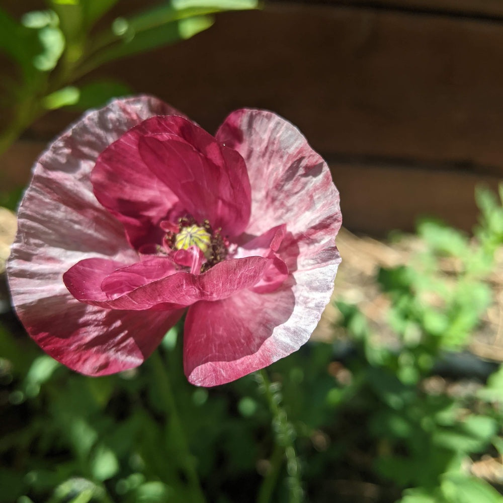 Pandora Poppy seed packet