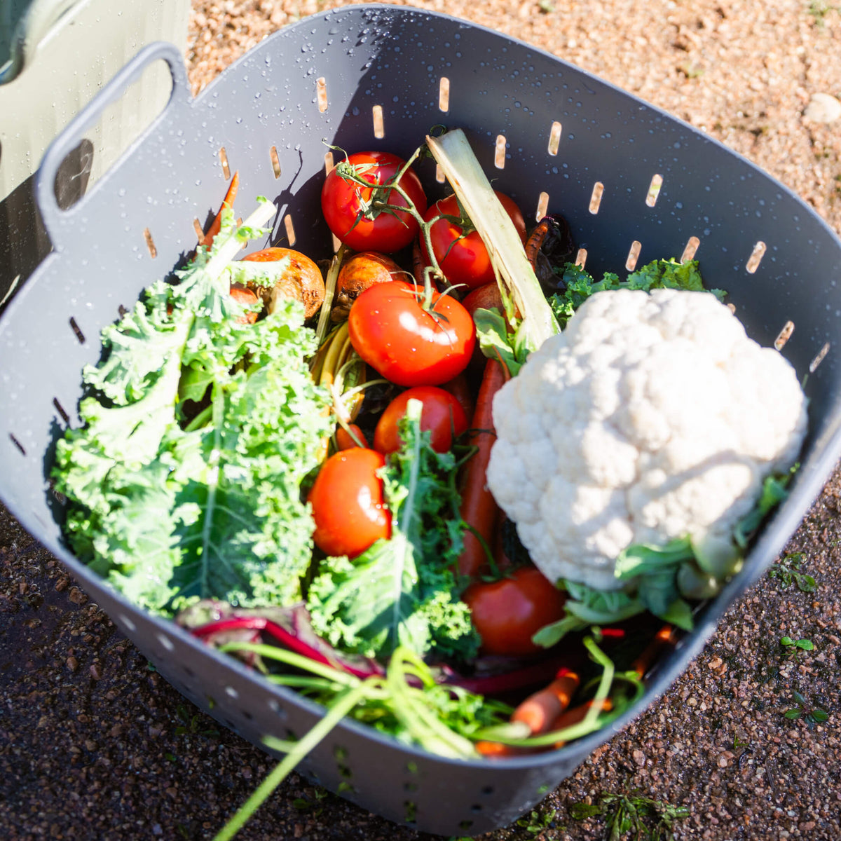 Product photo of 8-gallon garden strainer basket