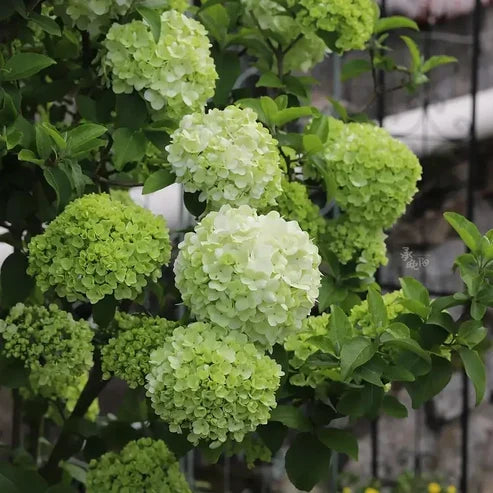 Product photo of hydrangea seeds