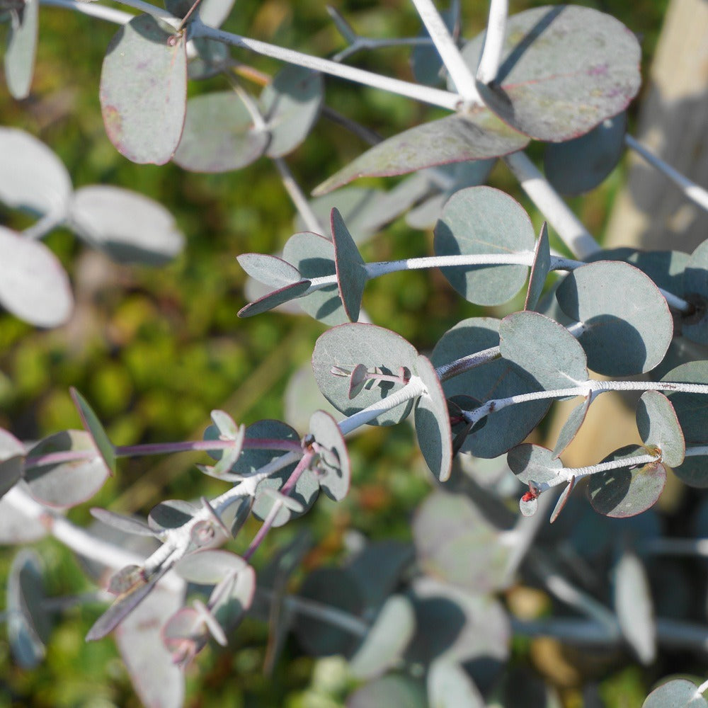 Rounded dusty green Baby Blue eucalyptus foliage