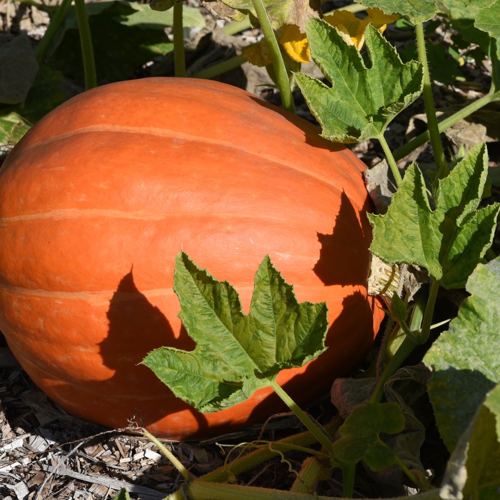 Large round light orange Big Max pumpkin