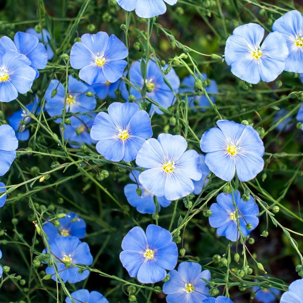 Blue and Breezy Flax seed packet