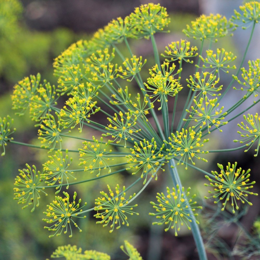 Bouquet Dill seed packet