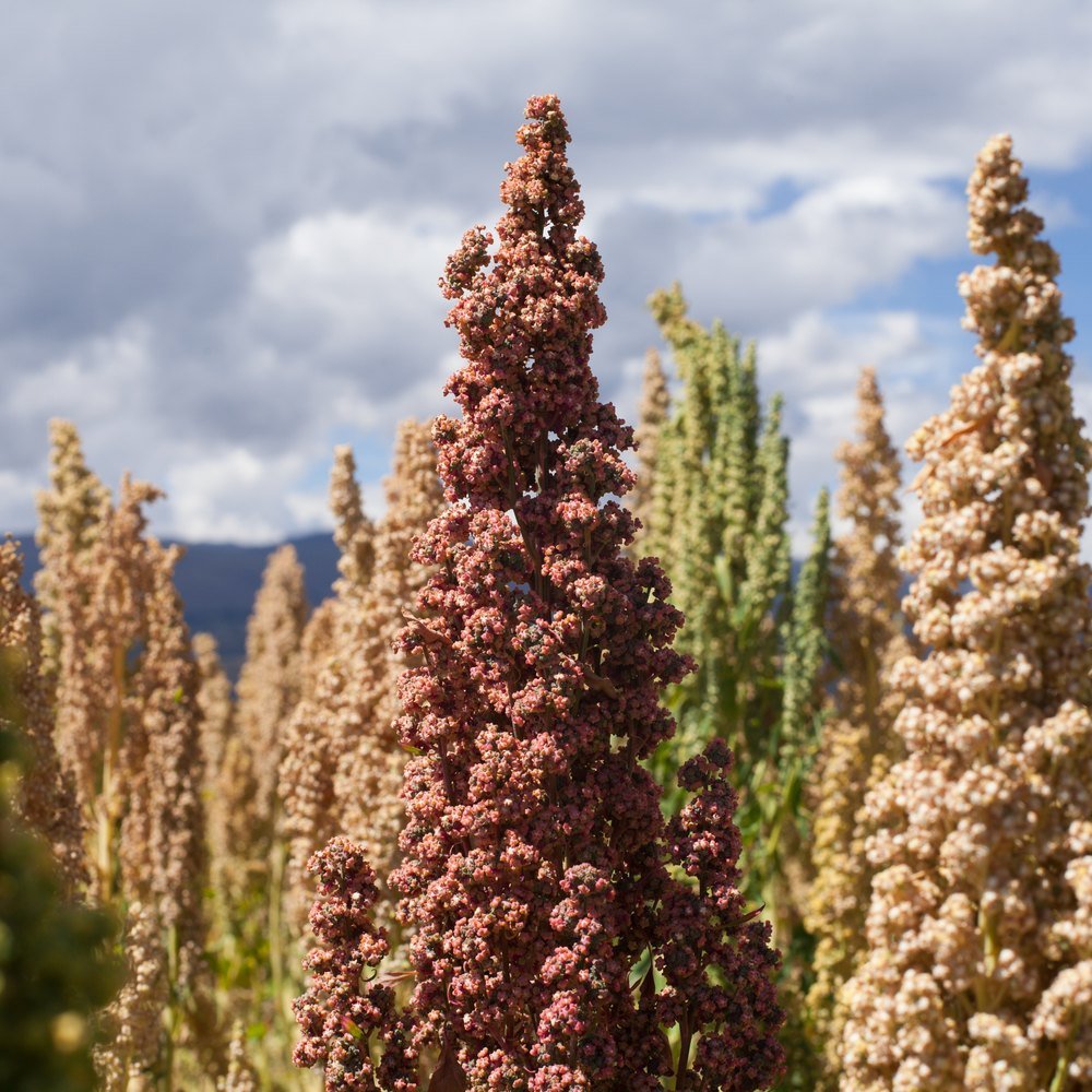 Brightest Brilliant Rainbow Quinoa seed packet