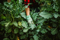 Gloved hand among broccoli plants at harvest time